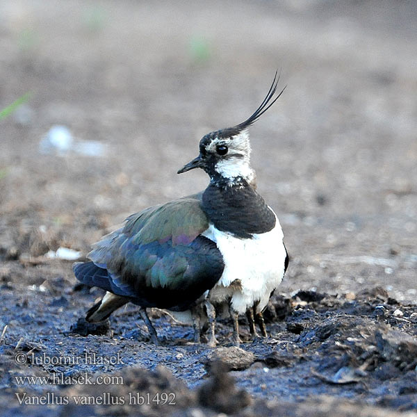 Vanellus vanellus hb1492