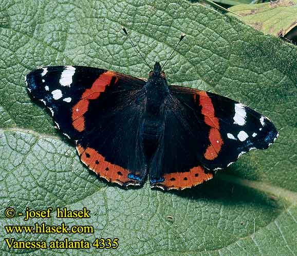 Vanessa atalanta Red Admiral Admiral babočka admirál Rusałka admirał