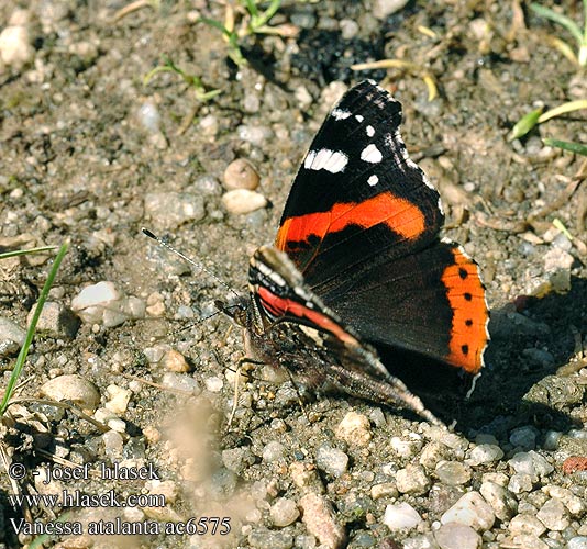 Amiral Vulcano Vanessa atalanta Red Admiral Amiraali Admiral