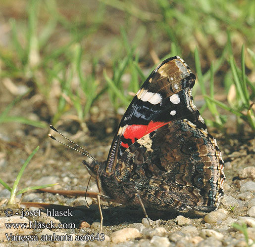 Red Admiral Amiraali Admiral Rusałka admirał Babôčka admirálska