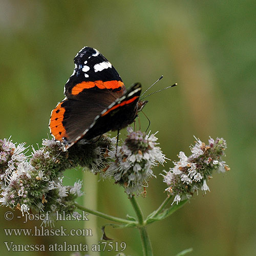 Vanessa atalanta ヨーロッパアカタテハ Atalanta lepke