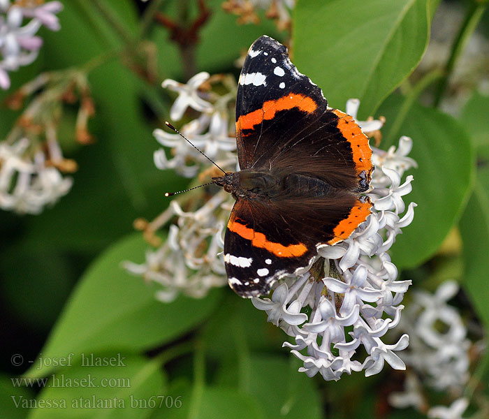 Vanessa atalanta Babočka admirál