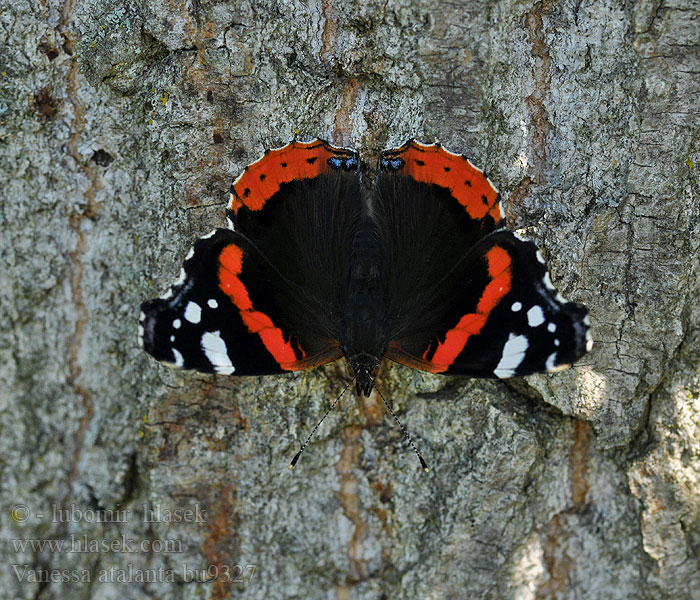 Vanessa atalanta Amiralfjäril Amiral Vulcain Numerada