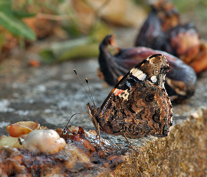 Babôčka admirálska Vanessa atalanta