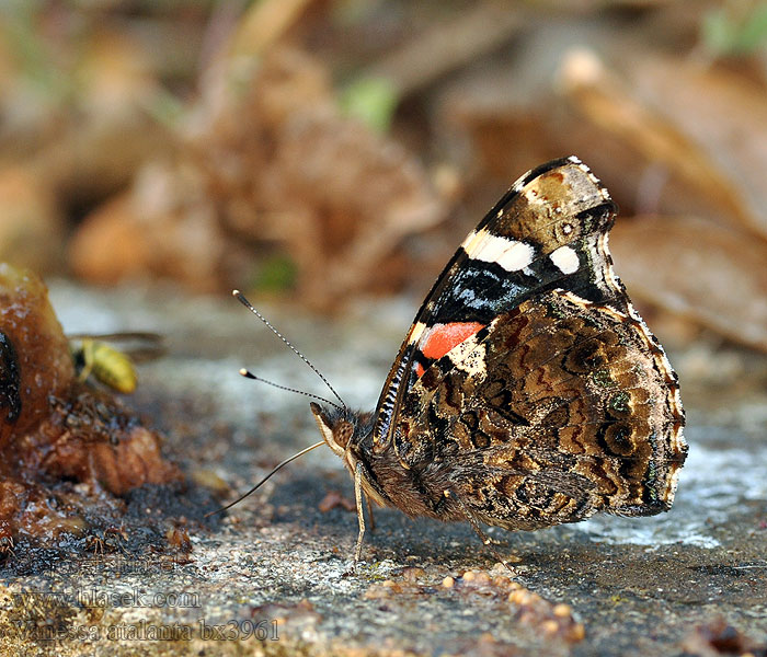 Babočka admirál Vanessa atalanta