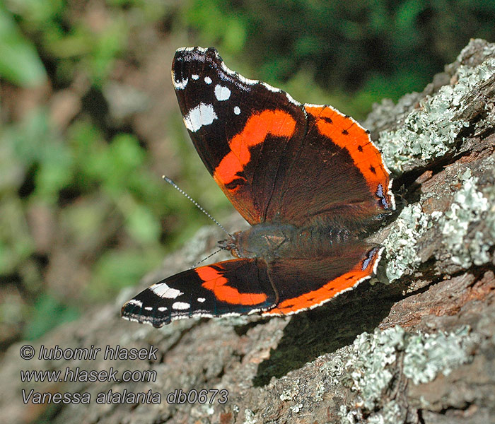 Rusałka admirał Vanessa atalanta