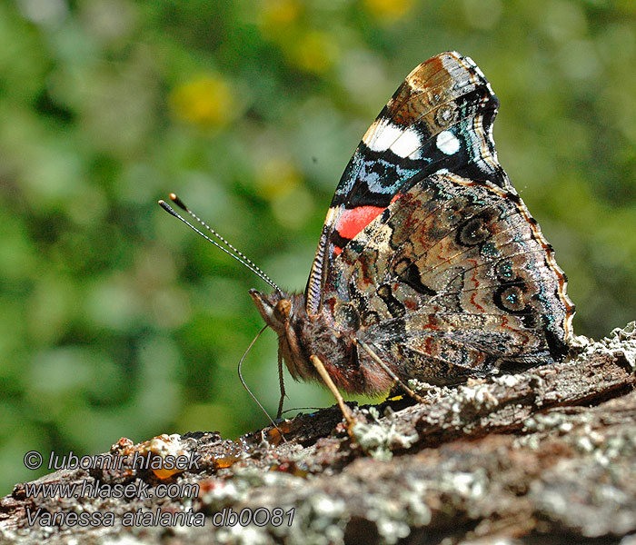 Babôčka admirálska Babočka admirál Vanessa atalanta