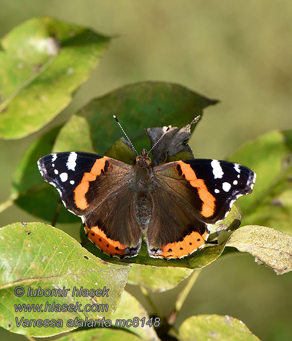 Babočka admirál Vanessa atalanta