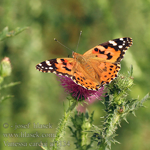 Vanessa cardui Cynthia Painted Lady Ohdakeperhonen