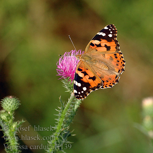 Vanessa cardui Cynthia Painted Lady Ohdakeperhonen Belle Dame