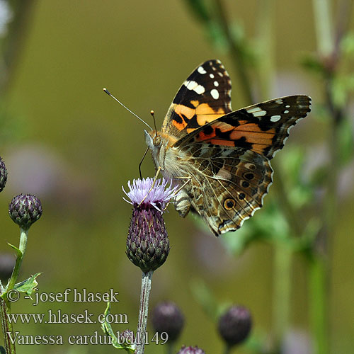 Painted Lady Ohdakeperhonen Belle Dame Distelfalter Rusałka osetnik