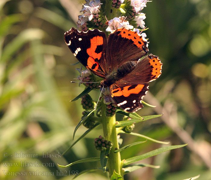 Vanessa vulcania