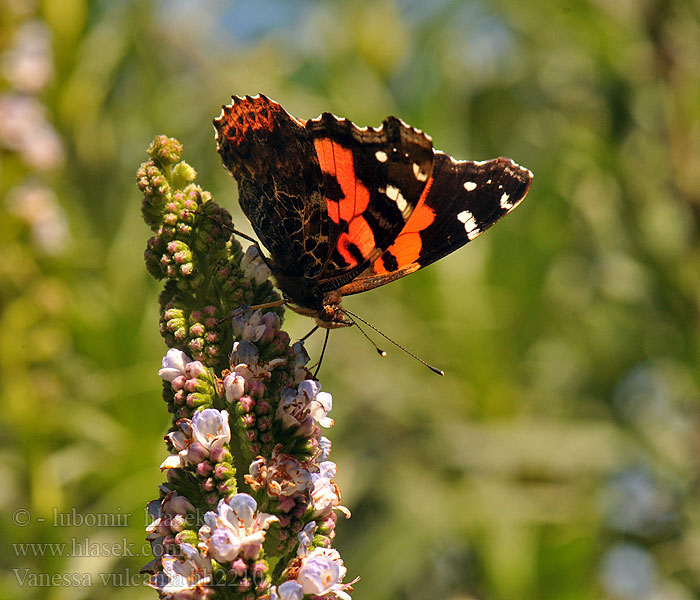 Vanessa indica