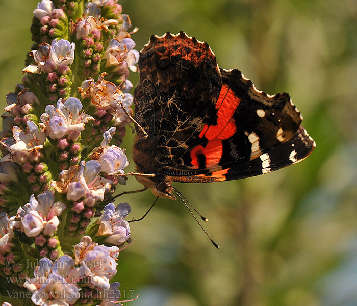 Vanessa vulcania indica Kanarischer Admiral