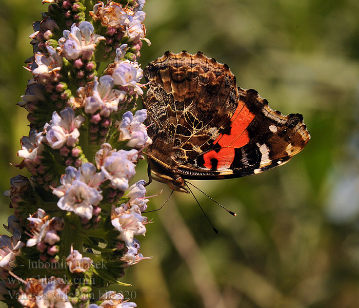 Vanessa vulcania indica Canary Red Admiral