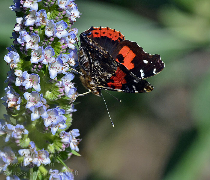 Vanessa vulcania indica Canarische atalanta