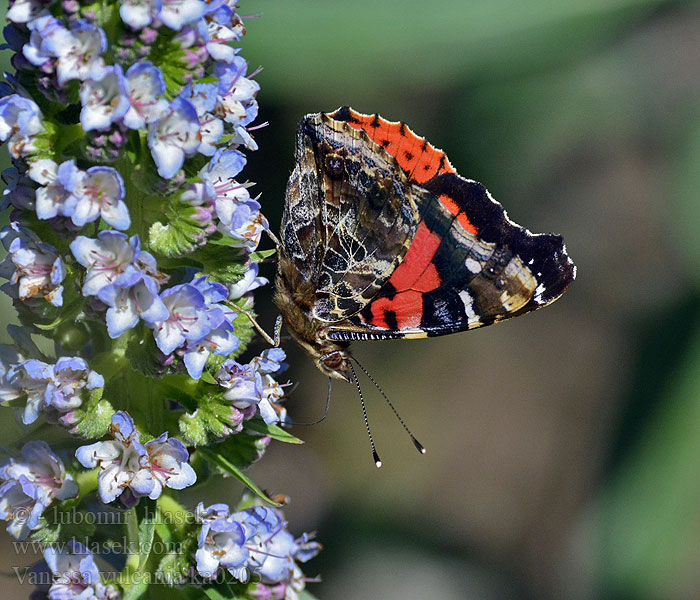 Vanessa vulcania indica Kanarianamiraali