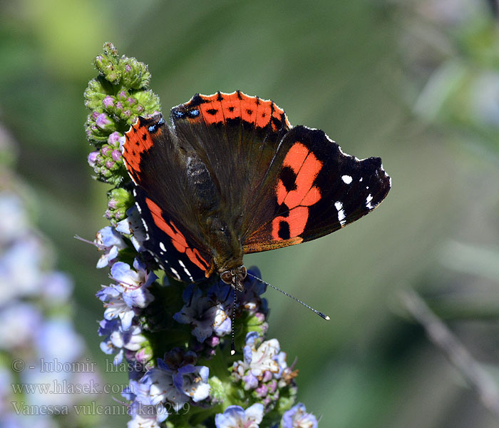 Vanessa índica canaria