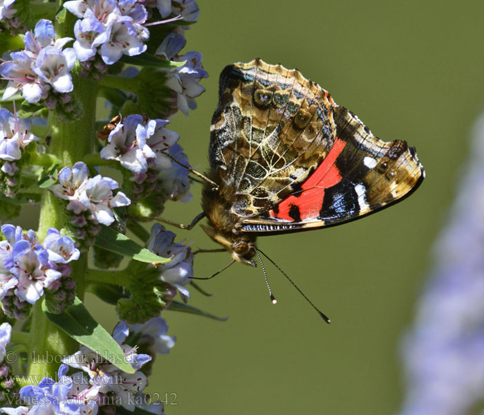 Vanessa vulcania Kanarischer Admiral