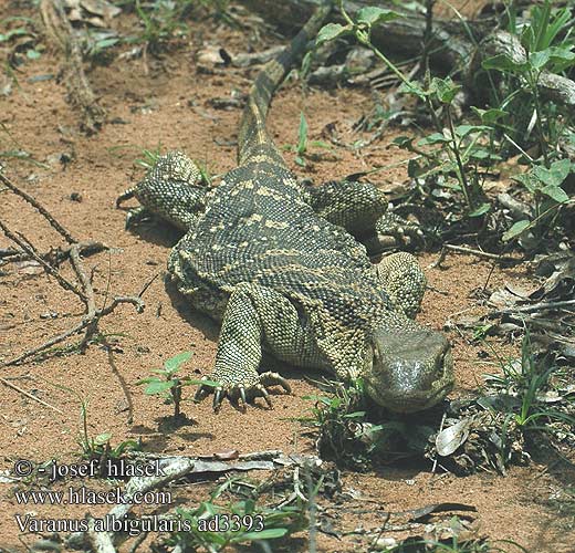 Varanus albigularis ad3393 UK: White-throated Savanna Monitor DK: Rock monitor lizard FI: Valkokaulavaraani NL: Zwartkeel varaan zwartkeelvaraan gelijkende witkeelvaraan HU: Fehértorkú varánusz DE: Weißkehlwaran Weisskehlwaran Kapwaran PL: Waran białogardły SK: Varan bielohrdlý