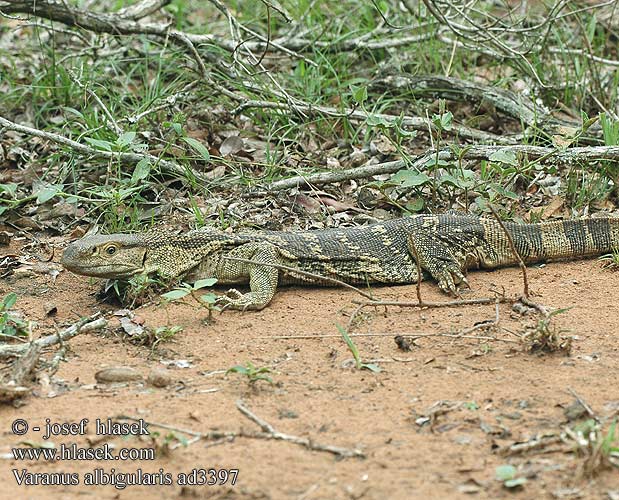 Varanus albigularis ad3397 UK: White-throated Savanna Monitor DK: Rock monitor lizard FI: Valkokaulavaraani NL: Zwartkeel varaan zwartkeelvaraan gelijkende witkeelvaraan HU: Fehértorkú varánusz DE: Weißkehlwaran Weisskehlwaran Kapwaran PL: Waran białogardły SK: Varan bielohrdlý