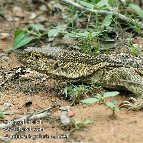 Varanus albigularis ad3398 UK: White-throated Savanna Monitor DK: Rock monitor lizard FI: Valkokaulavaraani NL: Zwartkeel varaan zwartkeelvaraan gelijkende witkeelvaraan HU: Fehértorkú varánusz DE: Weißkehlwaran Weisskehlwaran Kapwaran PL: Waran białogardły SK: Varan bielohrdlý