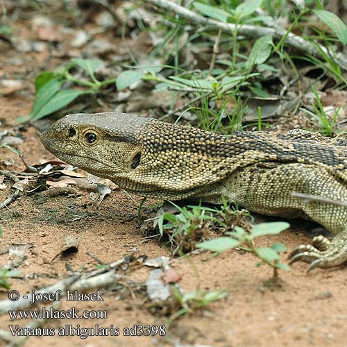 Varanus albigularis ad3398 UK: White-throated Savanna Monitor DK: Rock monitor lizard FI: Valkokaulavaraani NL: Zwartkeel varaan zwartkeelvaraan gelijkende witkeelvaraan HU: Fehértorkú varánusz DE: Weißkehlwaran Weisskehlwaran Kapwaran PL: Waran białogardły SK: Varan bielohrdlý