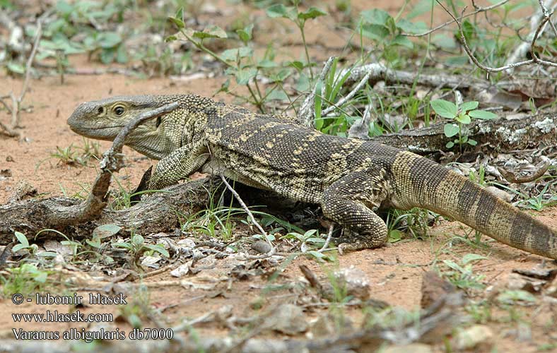 Varanus albigularis db7000 UK: White-throated Savanna Monitor DK: Rock monitor lizard FI: Valkokaulavaraani NL: Zwartkeel varaan zwartkeelvaraan gelijkende witkeelvaraan HU: Fehértorkú varánusz DE: Weißkehlwaran Weisskehlwaran Kapwaran PL: Waran białogardły SK: Varan bielohrdlý