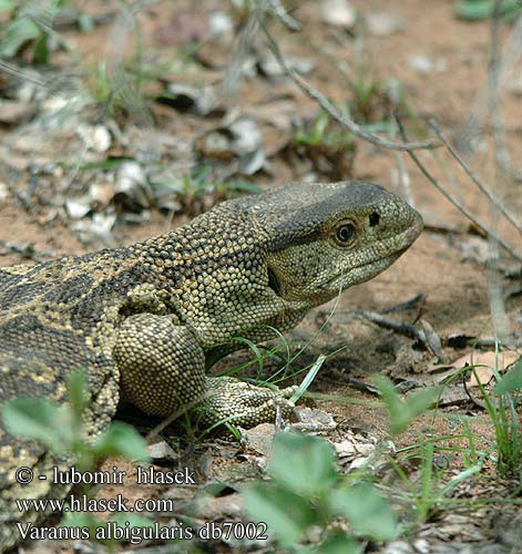 Varanus albigularis db7002 UK: White-throated Savanna Monitor DK: Rock monitor lizard FI: Valkokaulavaraani NL: Zwartkeel varaan zwartkeelvaraan gelijkende witkeelvaraan HU: Fehértorkú varánusz DE: Weißkehlwaran Weisskehlwaran Kapwaran PL: Waran białogardły SK: Varan bielohrdlý