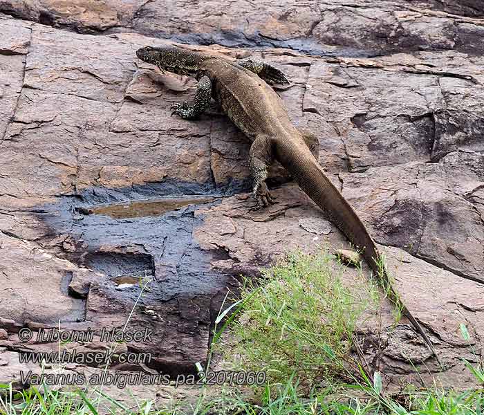 White-throated Savanna Monitor Varanus albigularis