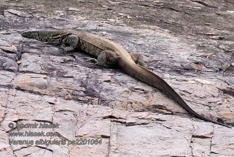 Weißkehlwaran Weisskehlwaran Kapwaran Varanus albigularis