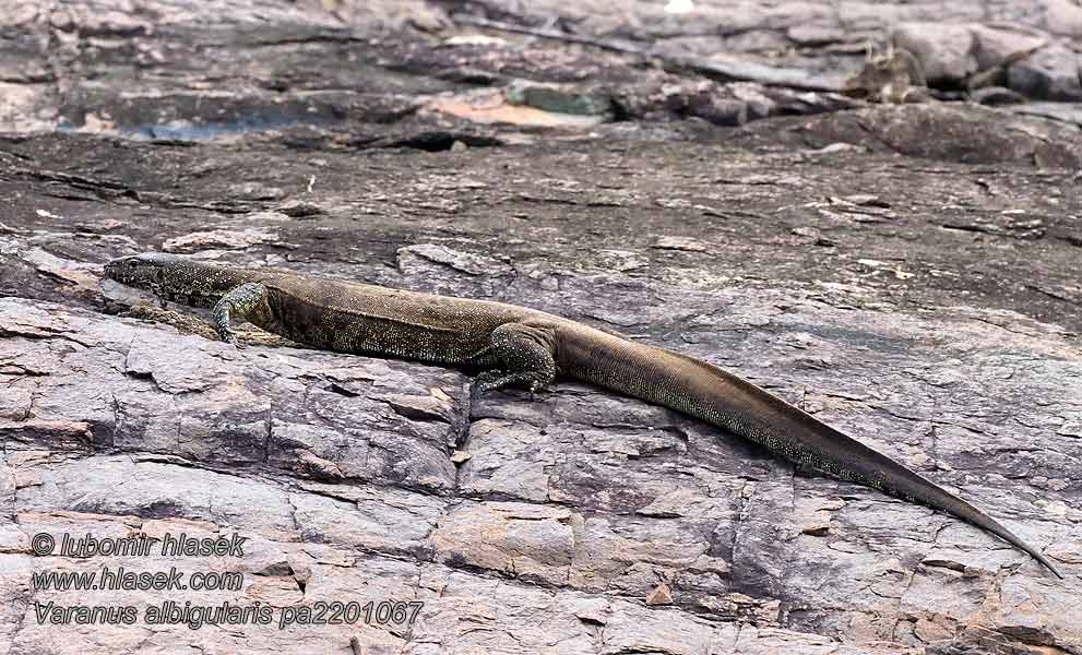 Waran białogardły Varan bielohrdlý Varanus albigularis