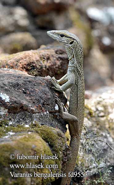 Varanus bengalensis Varano Bengala Bengalenwaran Bengal monitor Common Indian Бенгальский варан ตะกวด Varan Bengale Waran bengalski Bengaalse varaan Bengáli varánusz Varan Bengal Bengalvaran Kì đà vân 孟加拉巨蜥 Varan bengálský