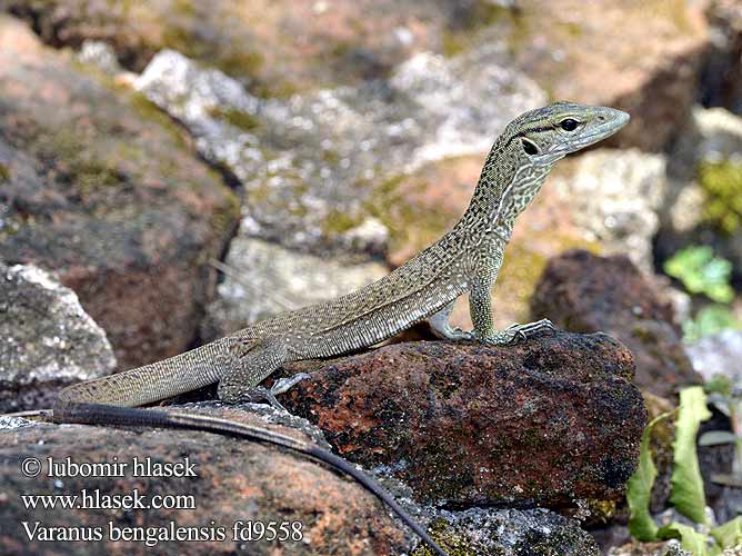 Bengal monitor Common Indian Бенгальский варан ตะกวด Varan Bengale Waran bengalski Bengaalse varaan Bengáli varánusz Varan Bengal Bengalvaran Kì đà vân 孟加拉巨蜥 Varan bengálský Varanus bengalensis Varano Bengala Bengalenwaran