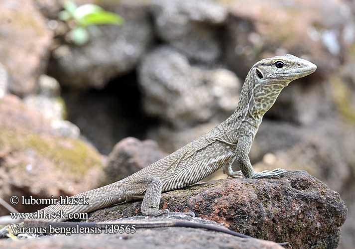 Waran bengalski Bengaalse varaan Bengáli varánusz Varan Bengal Bengalvaran Kì đà vân 孟加拉巨蜥 Varan bengálský Varanus bengalensis Varano Bengala Bengalenwaran Bengal monitor Common Indian Бенгальский варан ตะกวด Varan Bengale