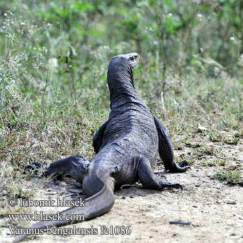 Bengalvaran Kì đà vân 孟加拉巨蜥 Varan bengálský Varanus bengalensis Varano Bengala Bengalenwaran Bengal monitor Common Indian Бенгальский варан ตะกวด Varan Bengale Waran bengalski Bengaalse varaan Bengáli varánusz Varan Bengal