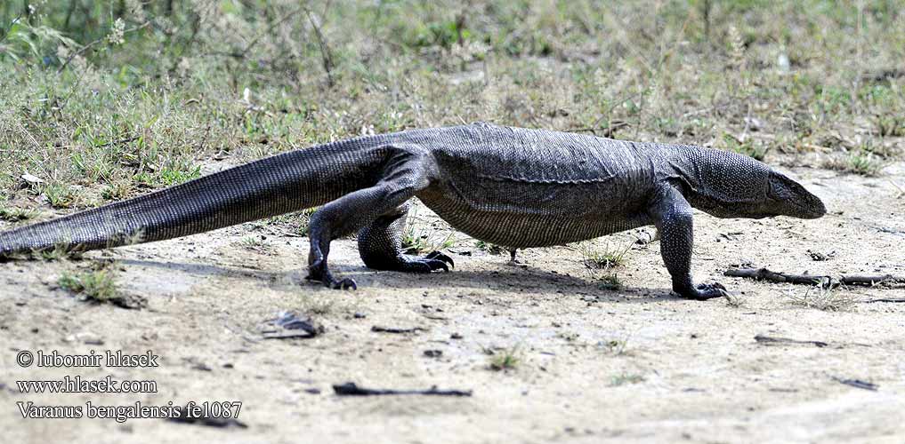 Varano Bengala Bengalenwaran Bengal monitor Common Indian Бенгальский варан ตะกวด Varan Bengale Waran bengalski Bengaalse varaan Bengáli varánusz Varan Bengal Bengalvaran Kì đà vân 孟加拉巨蜥 Varan bengálský Varanus bengalensis