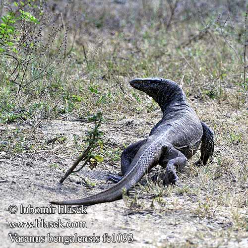 Bengalenwaran Bengal monitor Common Indian Бенгальский варан ตะกวด Varan Bengale Waran bengalski Bengaalse varaan Bengáli varánusz Varan Bengal Bengalvaran Kì đà vân 孟加拉巨蜥 Varan bengálský Varanus bengalensis Varano Bengala