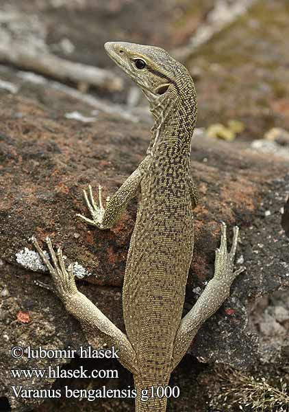 Varan Bengale Waran bengalski Bengaalse varaan Bengáli varánusz Varan Bengal Bengalvaran Kì đà vân 孟加拉巨蜥 Varan bengálský Varanus bengalensis Varano Bengala Bengalenwaran Bengal monitor Common Indian Бенгальский варан ตะกวด