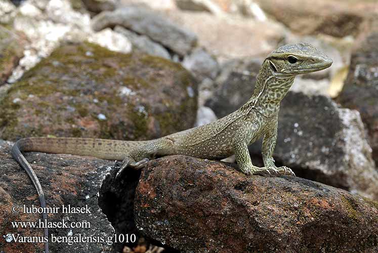 Bengaalse varaan Bengáli varánusz Varan Bengal Bengalvaran Kì đà vân 孟加拉巨蜥 Varan bengálský Varanus bengalensis Varano Bengala Bengalenwaran Bengal monitor Common Indian Бенгальский варан ตะกวด Varan Bengale Waran bengalski