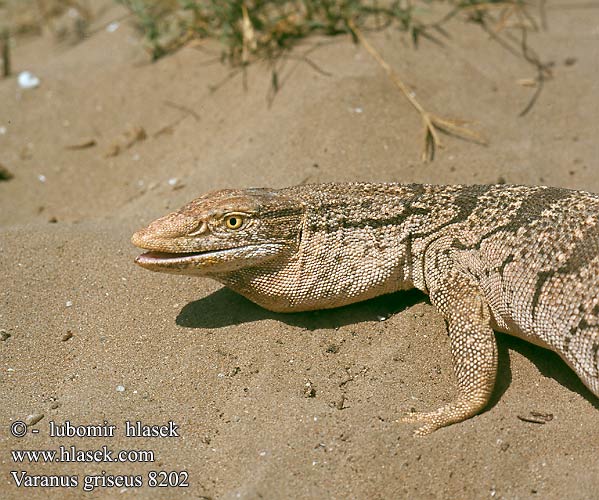 Varanus griseus 8202