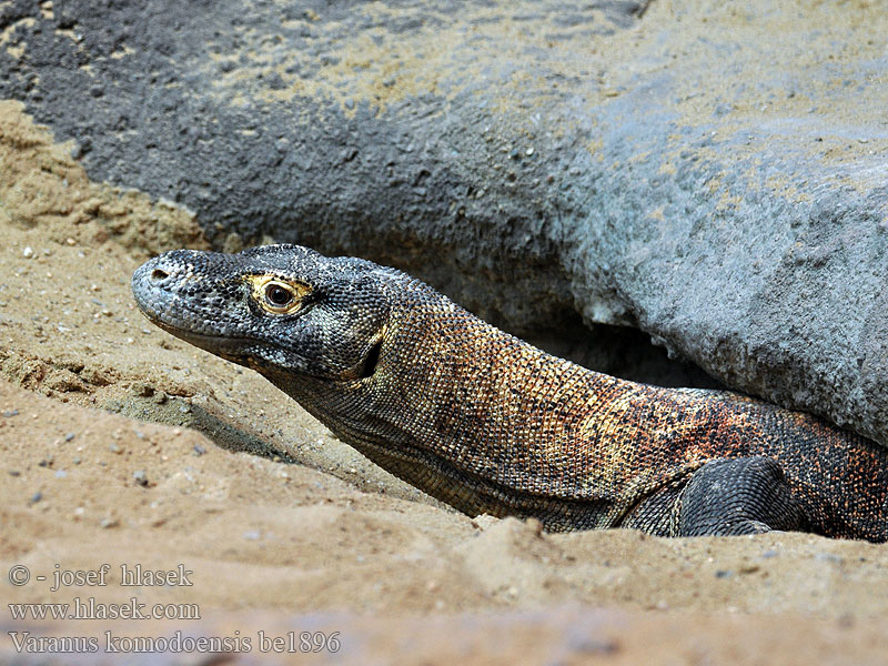 Varanus komodoensis Komodo dragon Varan komodský Komodovaran Komodowaran تنين كومودو Waran Komodo Dragão komodo Комодский варан কোমোডো ড্রাগন Варан камодскі Komodski varan Varan Komodo Комодски варан Dragó Komodo Tiníléítsoh Komoda varano Komodoko dragoi اژدهای کومودو Dragon Komodo 코모도왕도마뱀 Joka wa Komodo דרקון קומודו Komodo varāns Komodo varanas Komodói varánusz Комодо змеј കൊമോഡോ ഡ്രാഗൺ Biawak komodo ကိုမိုဒိုနဂါး Komodovaraan コモドオオトカゲ Komodovaran Komodoški varan Komodo zmaj Komodonvaraani Komodovaran கொமோடோ டிராகன் มังกรโคโมโด Калтакалос Komodo ejderi Комодський варан Rồng Komodo 科摩多巨蜥