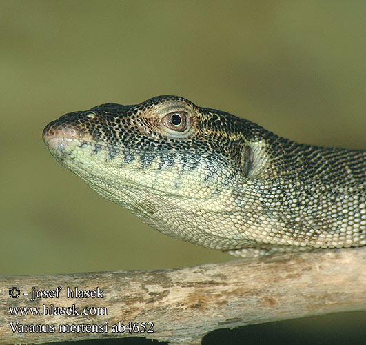 Varanus mertensi ab4652