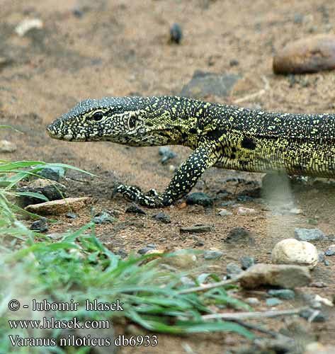 Varanus niloticus Water Nile Monitor nilvaran Niilinvaraani Varan du Nil Nijlvaraan Varano del Nilo Nílusi varánusz Nilwaran Waran nilowy Varan nílsky nilský Нильский варан ナイルオオトカゲ Нилски варан כוח הנילוס Imburu Nilo varanas Mombámbé Nilvaran Lagarto-do-nilo Нільський варан