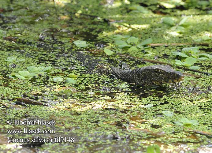 Varanus salvator Water Monitor Varan malais Waran paskowany