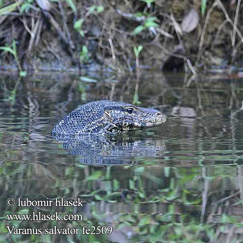 水巨蜥 圆鼻巨蜥 Varanus salvator Water Monitor Varan malais