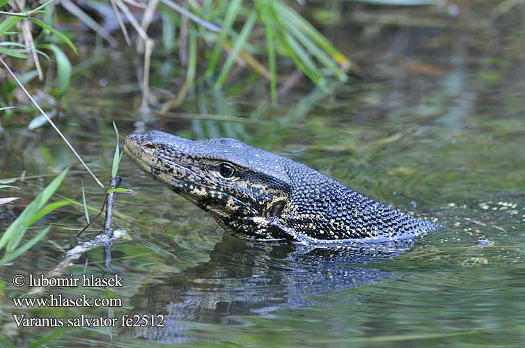 Water Monitor Varan malais Waran paskowany Bindenwaran Varan skvrnitý