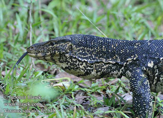 Varan malais Waran paskowany Bindenwaran Varan skvrnitý Varano-malaio