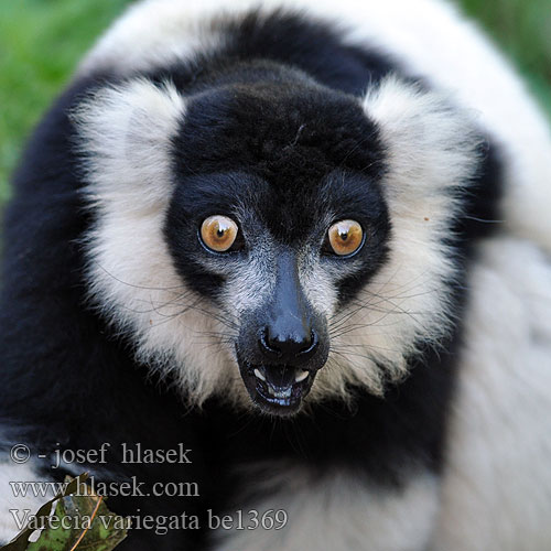 Schwarzweißer Vari Maki vari noir blanc 흑백목도리여우원숭이 Varis primatas Lemur wari Varecia-preto-e-branco Vari eläin 領狐猴 Vari bianconero Lemure variegato Lémur rufo blanco y negro de collar Лемур вари черно-белый пушистый Varecia variegata Black-and-white Ruffed Lemur Lemur vari