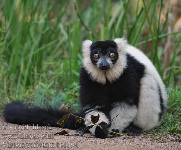 Lemur wari Varecia-preto-e-branco Vari eläin 領狐猴 Vari bianconero Lemure variegato Lémur rufo blanco y negro de collar Лемур вари черно-белый пушистый Varecia variegata Black-and-white Ruffed Lemur Lemur vari Schwarzweißer Vari Maki vari noir blanc 흑백목도리여우원숭이 Varis primatas